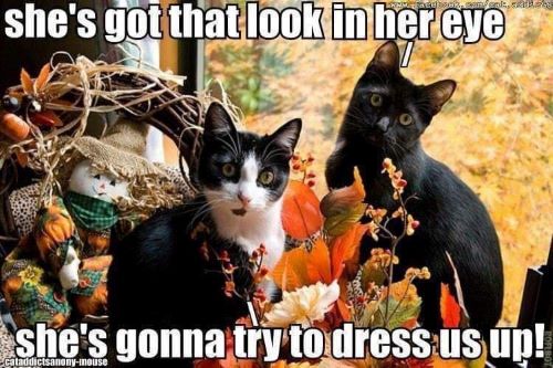 halloween cats dressup.jpg
